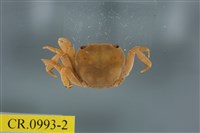 藏品(平背蜞)的圖片